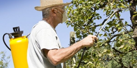Kako obraditi krušku u proljeće i jesen